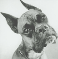 confused dog
